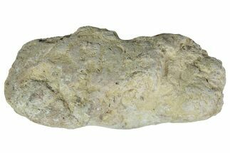 Cretaceous Fish Coprolite (Fossil Poop) - Kansas #216444