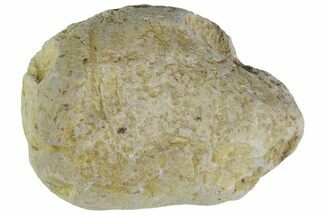 Cretaceous Fish Coprolite (Fossil Poop) - Kansas #216457