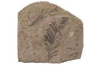 Two Miocene Cypress Frond (Taxodium) Fossils - Idaho #216396