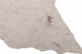 Fossil Fly (Diptera) - Ruby River Basin, Montana #216547