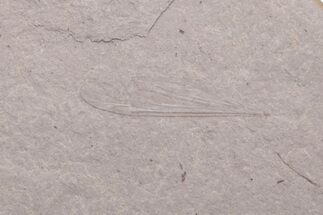 Unidentified Fossil Insect Wing - Ruby River Basin, Montana #216566