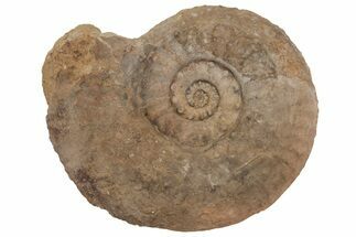 Jurassic Ammonite (Euhoploceras) Fossil - Dorset, England #216646
