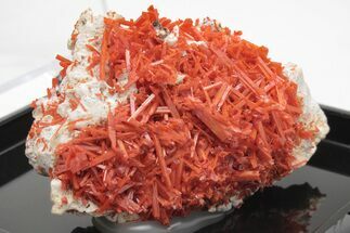 Bright Orange Crocoite Crystal Cluster - Tasmania #206920