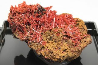 Bright Orange Crocoite Crystal Cluster - Tasmania #206927