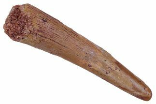 Fossil Pterosaur (Siroccopteryx) Tooth - Morocco #216968