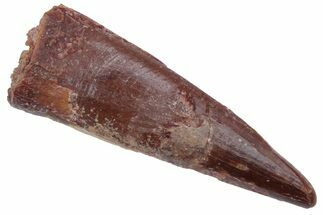 Fossil Pterosaur (Siroccopteryx) Tooth - Morocco #216978
