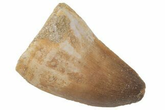 Fossil Mosasaur (Prognathodon) Tooth - Morocco #216993