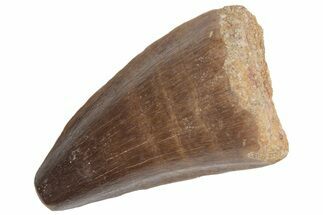 Fossil Mosasaur (Prognathodon) Tooth - Morocco #216999