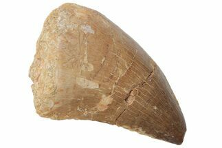 Fossil Mosasaur (Prognathodon) Tooth - Morocco #217015
