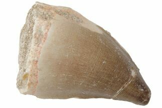 Fossil Mosasaur (Prognathodon) Tooth - Morocco #217016
