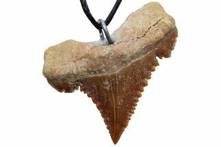 Serrated, Fossil Paleocarcharodon Shark Tooth Necklace #216879