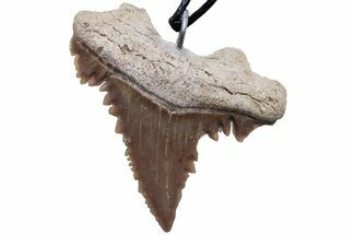 Serrated, Fossil Paleocarcharodon Shark Tooth Necklace #216891