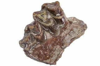 Oreodont (Merycoidodon) Jaw Section - South Dakota #215913