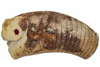 Ordovician Oncoceratid (Beloitoceras) Fossil - Wisconsin #216389