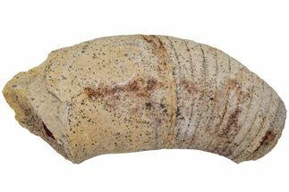 Ordovician Oncoceratid (Beloitoceras) Fossil - Wisconsin #216391