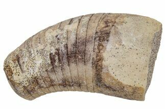 Ordovician Oncoceratid (Beloitoceras) Fossil - Wisconsin #216393
