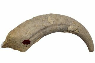 Ordovician Septate Gastropod (Ecculiomphalus) Fossil - Wisconsin #216401