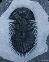 Tremendous Thysanopeltis Trilobite #2259