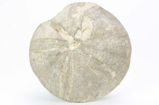 Jurassic Sea Urchin (Clypeus) Fossil - England #216919