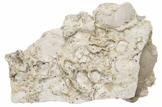 Partial, Cretaceous Rudist (Durania) - Kansas #216485