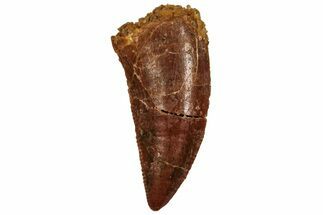 Serrated, Raptor Tooth - Real Dinosaur Tooth #216546