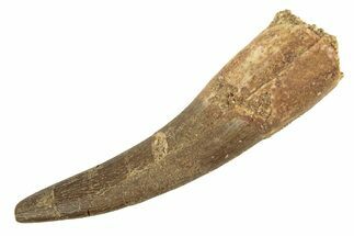 Fossil Plesiosaur (Zarafasaura) Tooth - Morocco #172284