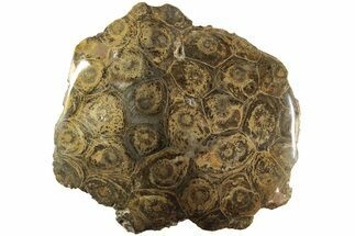 Polished Fossil Coral (Actinocyathus) Head - Morocco #202493
