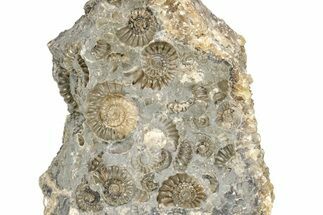 Ammonite (Promicroceras) Cluster - Marston Magna, England #216612