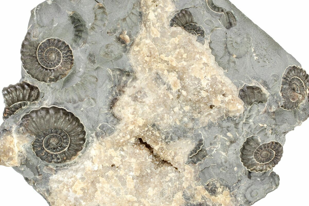 3.25" Ammonite (Promicroceras) Cluster Marston Magna, England