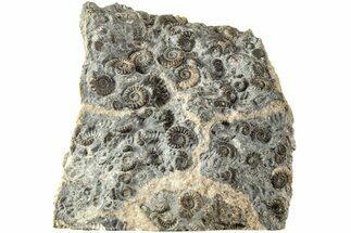 Ammonite (Promicroceras) Cluster - Marston Magna, England #216620