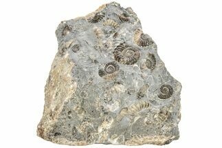 Ammonite (Promicroceras) Cluster - Marston Magna, England #216631