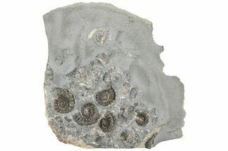 Ammonite (Promicroceras) Cluster - Marston Magna, England #216632
