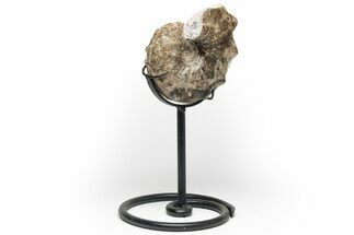 Cretaceous Ammonite (Mammites) Fossil with Metal Stand - Morocco #217413