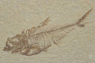 Fossil Fish (Diplomystus) - Green River Formation #217535