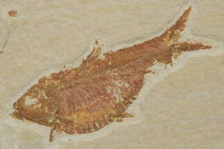 Fossil Fish (Knightia alta) - Wyoming #217552
