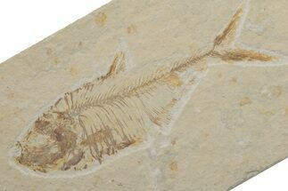 Fossil Fish (Diplomystus) - Green River Formation #217559