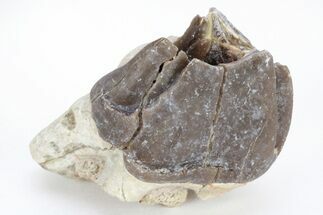 Fossil Running Rhino (Hyracodon) Molar - South Dakota #216675