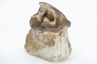 Fossil Running Rhino (Hyracodon) Tooth - South Dakota #216680
