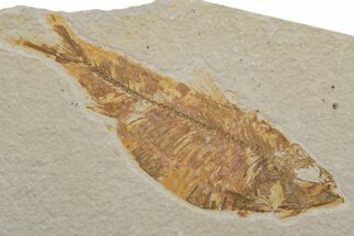 Fossil Fish (Knightia) - Wyoming #217650