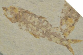 Multiple Fossil Fish (Knightia) Plate - Wyoming #217686