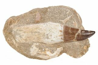 Fossil Rooted Mosasaur (Prognathodon) Tooth In Rock- Morocco #217467
