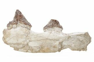 Fossil Primitive Whale (Pappocetus) Jaw Section - Morocco #217827