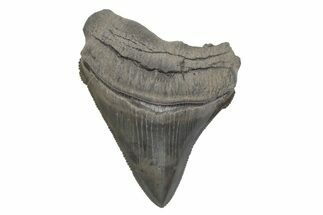 Serrated Fossil Chubutensis Tooth - Megalodon Ancestor #207967