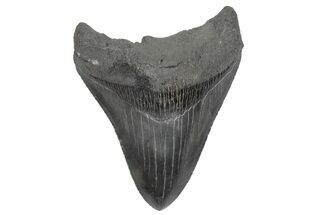 Serrated, Fossil Megalodon Tooth - South Carolina #208576