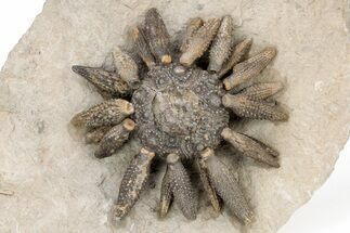 Jurassic Club Urchin (Caenocidaris) - Boulemane, Morocco #217830