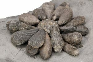 2 to 3 Polished Fossil Sand Dollars - Madagascar