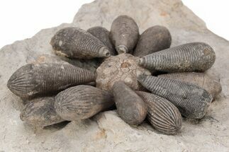 Jurassic Fossil Urchin (Firmacidaris) - Amellago, Morocco #217839