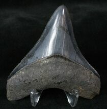 Sharp Posterior Megalodon Tooth #13373