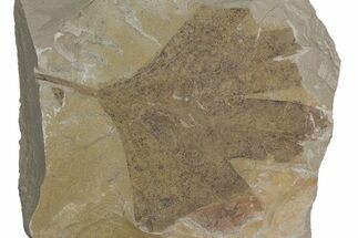 Fossil Sycamore (Macginitiea) Leaf - Green River Formation, Utah #218117
