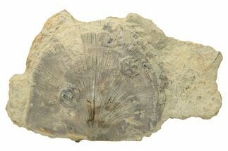 Edrioasteroid (Cystaster) On Bivalve Fossil - Fairfield, Ohio #216608